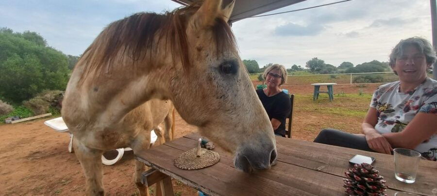 Lagos: a Walk With a Rescued Horse at the Sanctuary - Good To Know