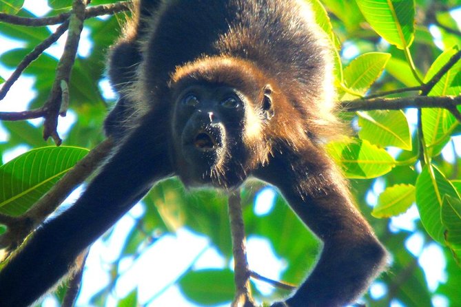 Lake Gatun Wildlife Tour From Panama City - Good To Know