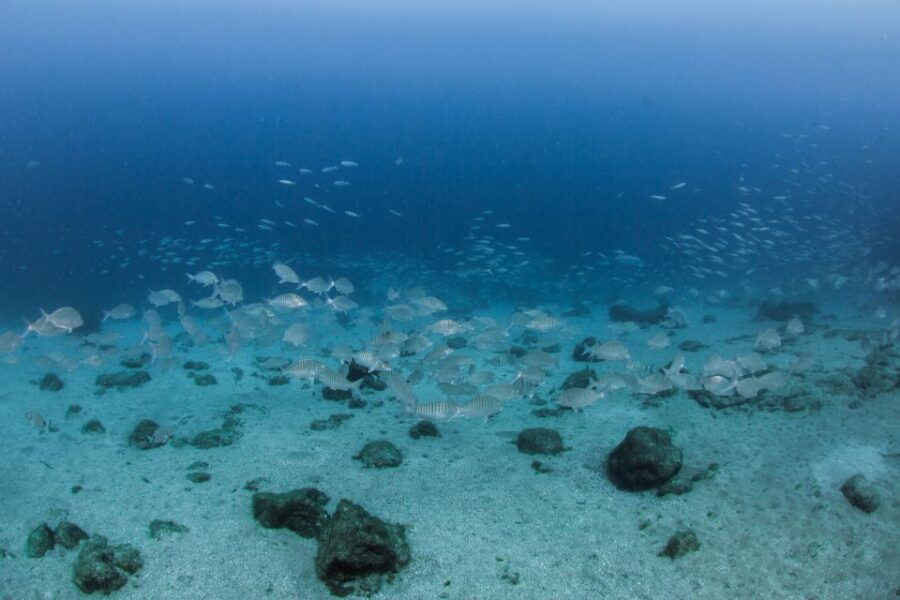 Lanzarote: Beginner Scuba Diving From the Beach