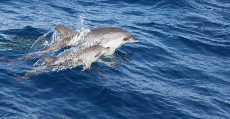 Lanzarote: Lobos Island Half-Day Dolphin Watching Trip - Good To Know