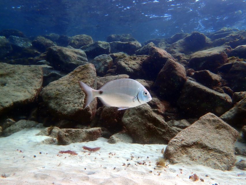 Lanzarote: Small Group Beginner Dive Course Costa Teguise