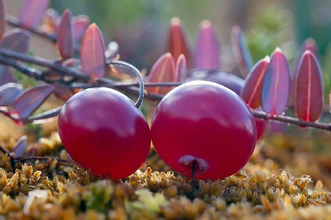 Lapland Berry Day Experience - Good To Know