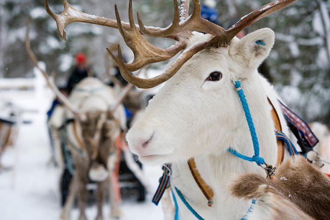 Lapland Reindeer Safari From Rovaniemi - Good To Know