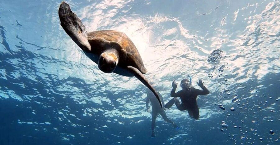 Las Galletas: Tenerife Turtles and Rays Snorkeling Cruise - Good To Know