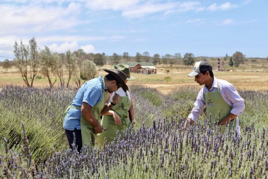 Lavender Field Guided Tour - Good To Know