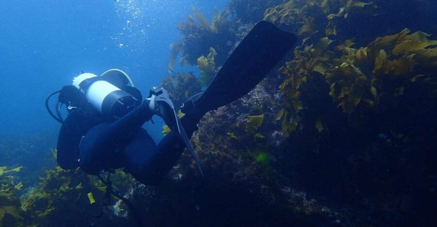 2 Best Scuba Diving Experiences In Leigh