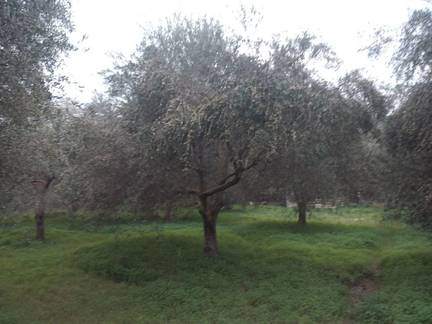 Lesvos Island: Olive Harvesting, 2-5 Hours - Good To Know