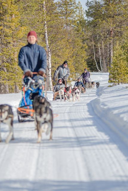 Levi: Evening Husky Sled Ride Under the Northern Lights - Good To Know
