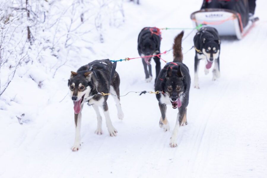 Levi Polar Lights Tours: Arctic Circle Guided Husky Tour - Good To Know