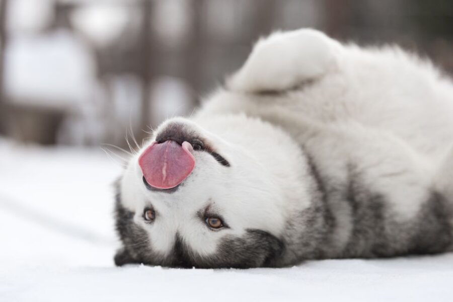 Levi: Self-Drive Husky Sledding Adventure