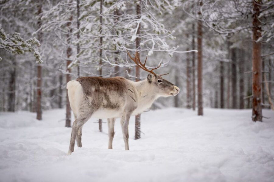 Levi: Traditional Reindeer Husbandry Experience
