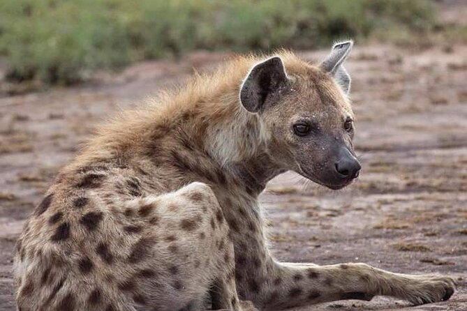 Lion and Safari Park Half Day Tour With Pick up and Drop off