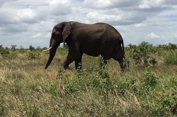 Lion and Safari Park Tour in Johannesburg With Hotel Pickup