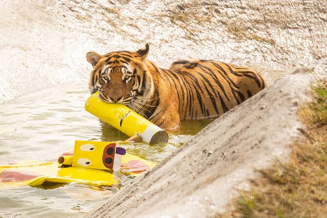 Lionsrock Big Cat Enrichment Tour