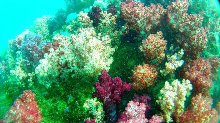 Lipe Private Snorkelinge Outside Zone By Long Tail Boat