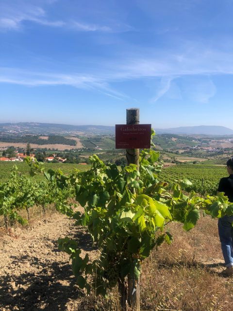 Lisbon Wines With Brunch in the Adega - Good To Know