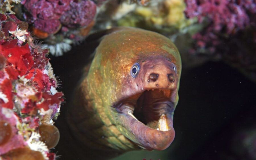2 Best Scuba Diving Experiences In Warkworth