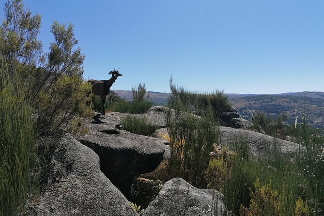 Live Like a Local – 3-Day Experience in Gerês Mountain With Local Food Tasting