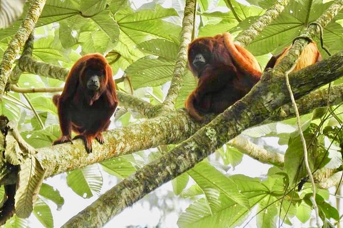 On the lookout for the Howler Monkey in Beards - Bremen - Good To Know