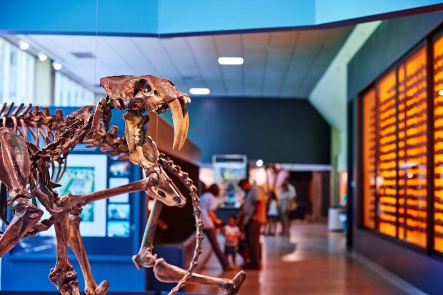 Los Angeles: La Brea Tar Pits Museum Ticket