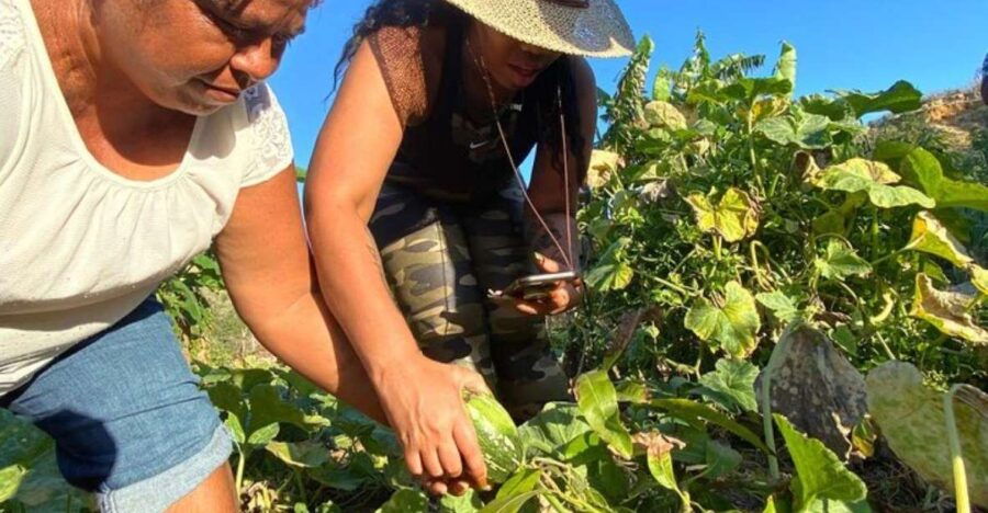Los Cabos: Azteca Cactus Taco - Farm to Table Cooking Class - Good To Know