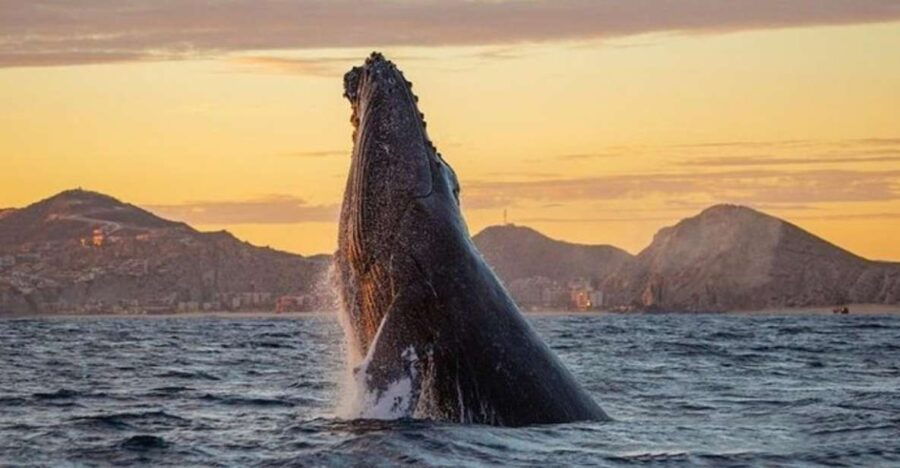 Los Cabos: Grey Whale Watching Boat Tour