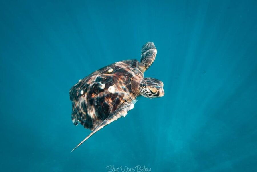 Los Cabos: Mobula and Sea Lion Combo Tour