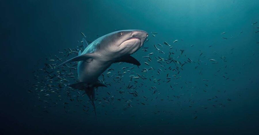 Los Cabos: Shark Diving at Gordo Banks