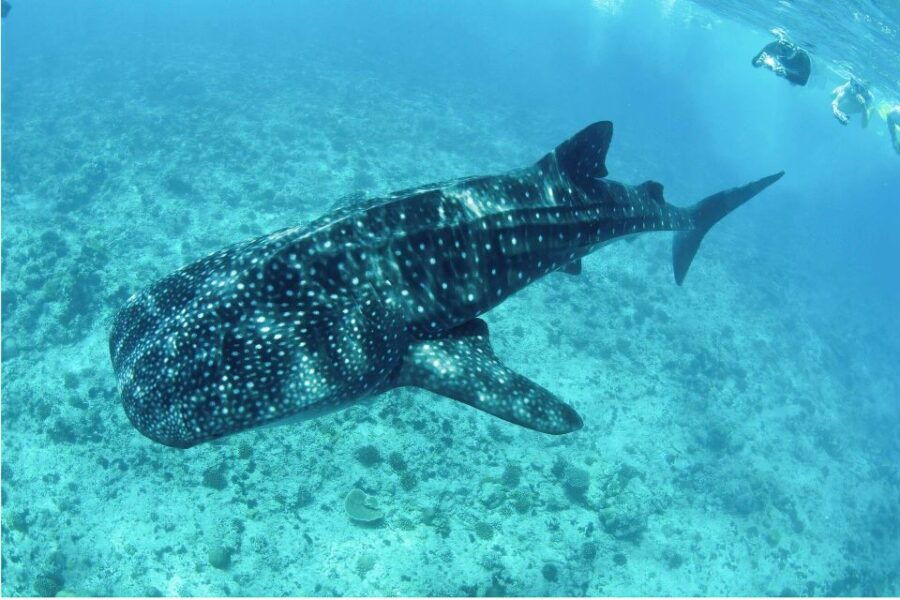 Los Cabos: Swim With Whale Sharks Snorkeling Adventure
