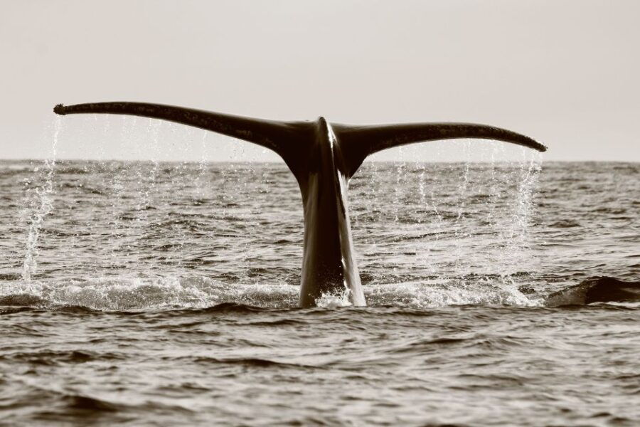 Los Cabos: Whale Watching (Transport and Pictures Included) - Good To Know