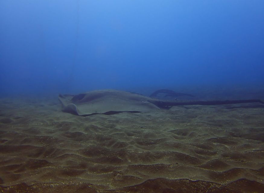Los Cristianos: Try Dive for Beginners