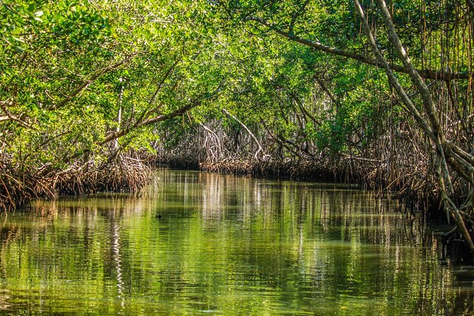 Los Haitises National Park Tour From Las Terrenas or Samana (Half Day Trip) - Good To Know