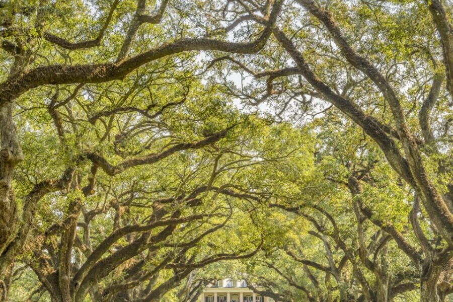 Louisiana Plantation Country Half-Day Tour