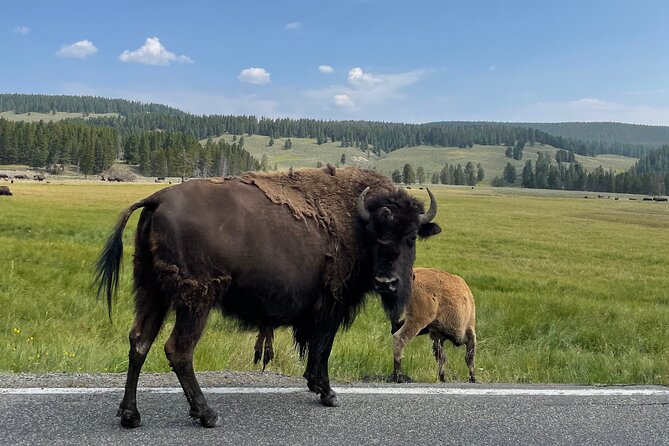 Lower Loop Full-Day Private Tour of Yellowstone - Good To Know