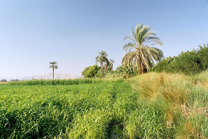 Luxor Half Day Felucca Boat Ride With Banana Island Visit - Good To Know