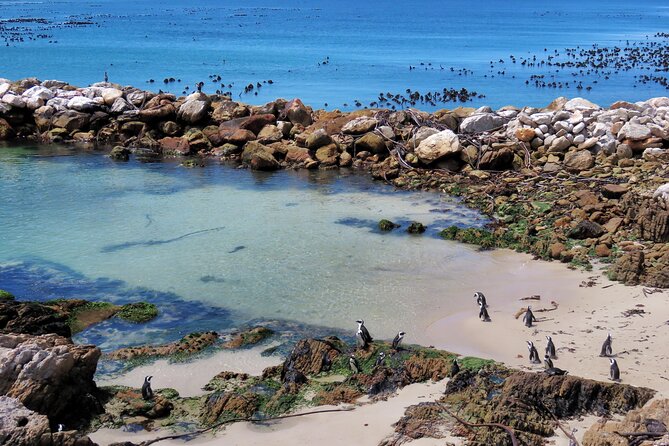 Luxury 2-Day In & Out Garden Route Safari Tour - Tour Highlights