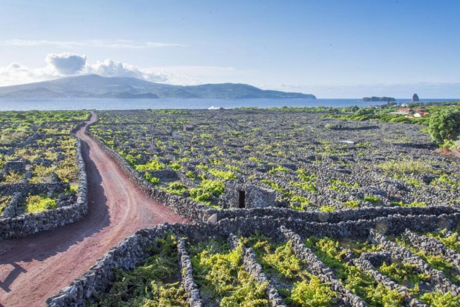 Madalena: UNESCO Heritage Vineyard Trail Hiking Tour - Good To Know