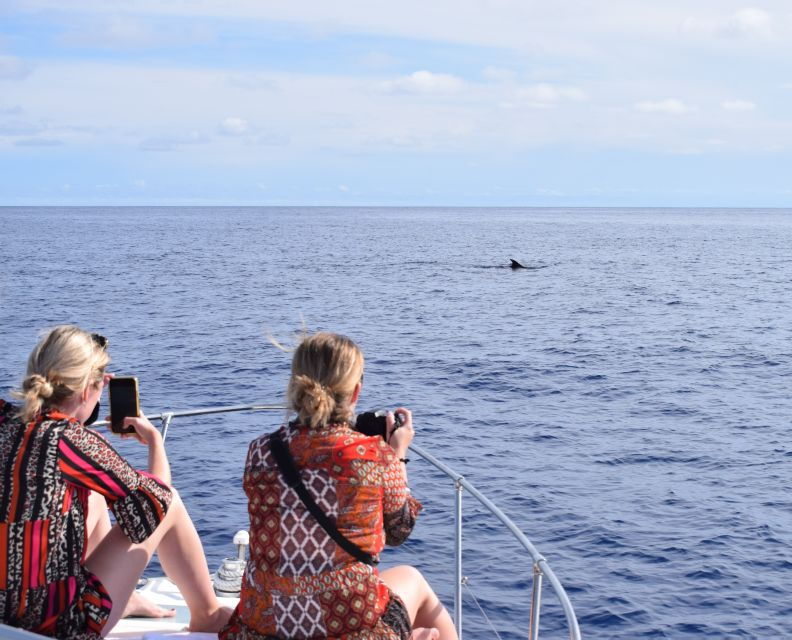 Madeira: 2.5-Hour Whale and Dolphin-Watching Cruise