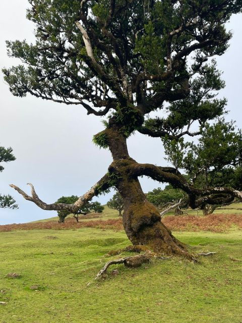 Madeira Honeymoon Romance Tour : Private Tour for Couples - Good To Know