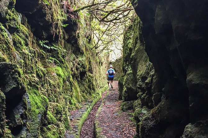 Madeira: Laurisilva Private or Small-Group Running Tour  – Funchal
