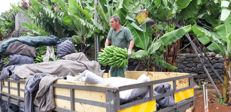 Madeira: Private Banana Farm Tour With Pickup - Good To Know