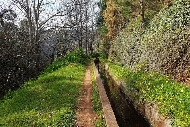 Madeira: Private Camacha Levada Do Tornos Walk
