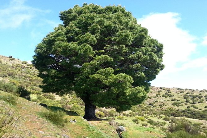 Madeira: Private Guided Walk Levada Do Paul