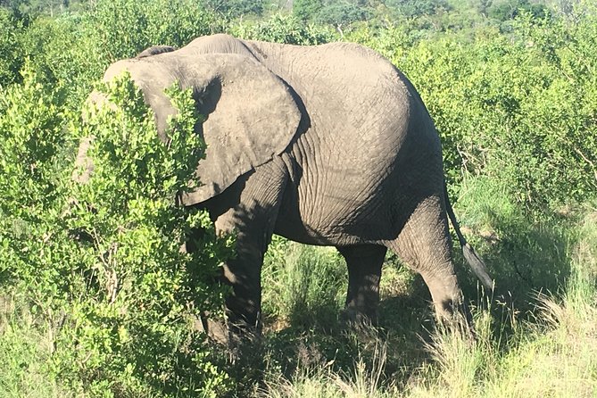 Madikwe Game Reserve South Africa Tour