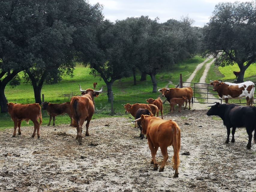 Madrid: Half-Day Bull Breeding Farm Tour - Good To Know