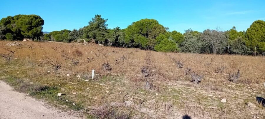 Madrid: Wine Tour in English - Good To Know