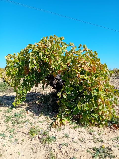Madrid: Winery Visit Inc. Pickup & Drop-Off - Good To Know