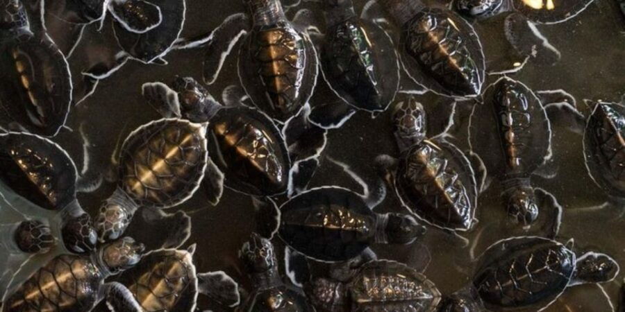 Madu River Safari and Turtle Farm Tour From Colombo - Good To Know