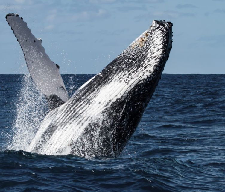 Magdalena Bay: Grey Whale Encounter