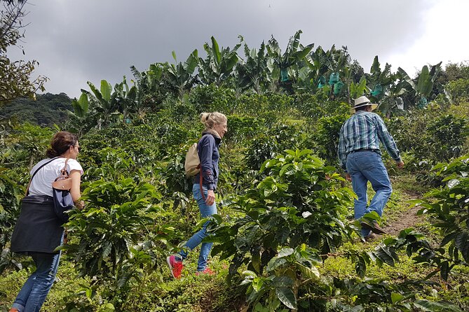 Magical Views of the Coffee Region – Cittaslow Three Towns